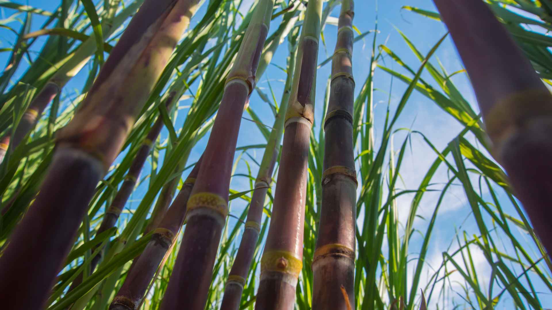 Pépinière et champs de canne à sucre Talcane