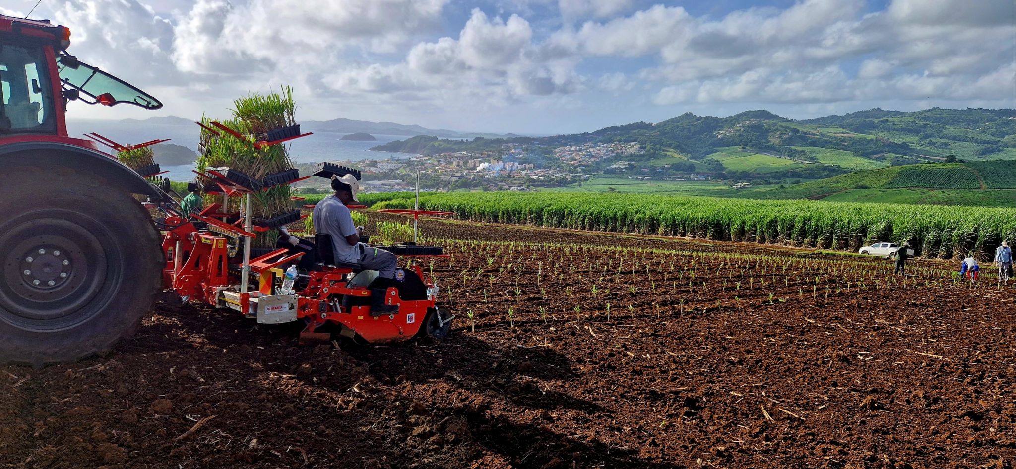 Culture de plants de canne en pépinière industrielle